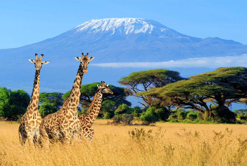 Kilimanjaro