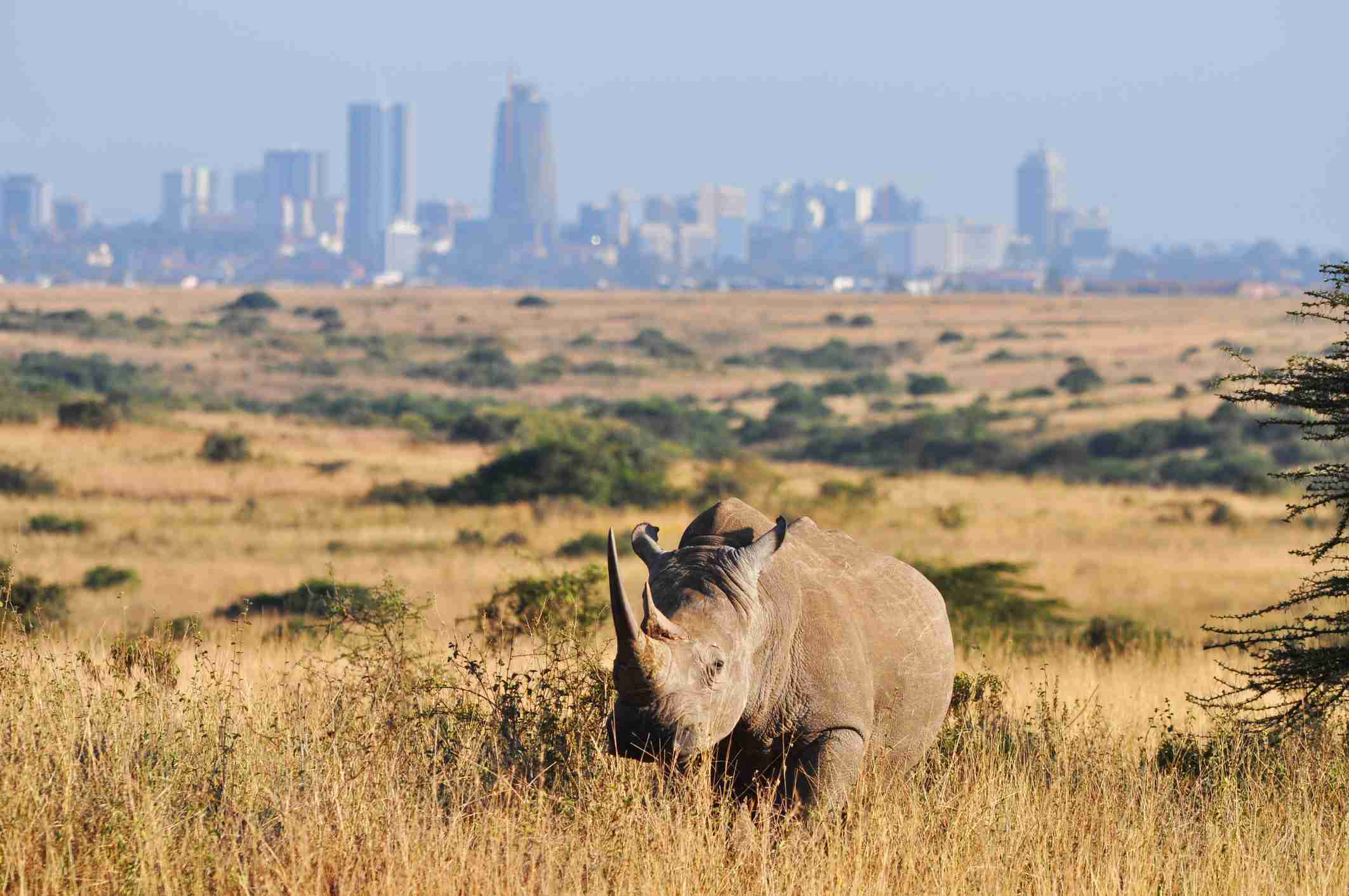 Rhino Nairobi np