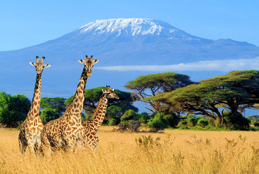 Mt Kilimanjaro